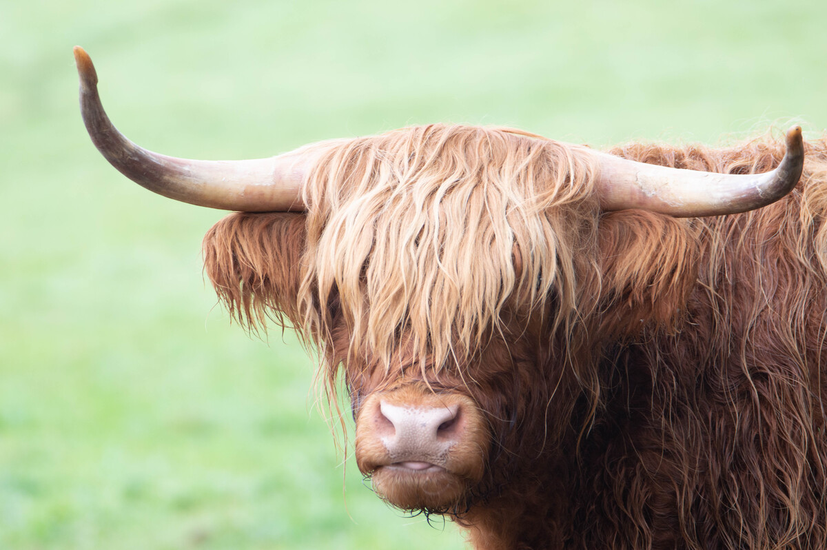 Highland Cow